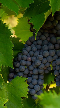 montepulciano.jpg