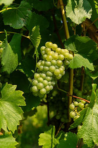 chardonnay-pic.jpg