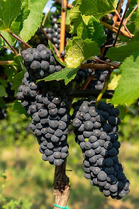 pinot-nero-pic.jpg