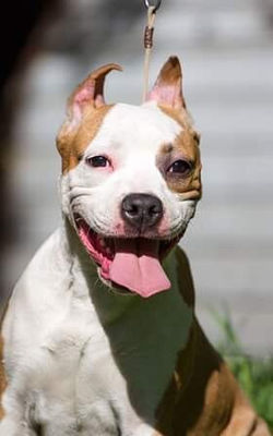 amstaff-valter-staff-glamur-9