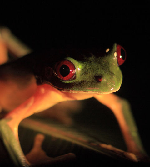 Combate declarado contra la pandemia que mata a los anfibios