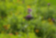 6I8B5714.jpg