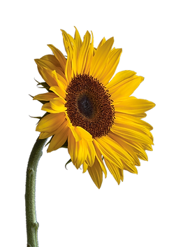 A sunny disposition_edited.png