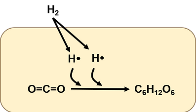 水素細菌のCO2固定化.png