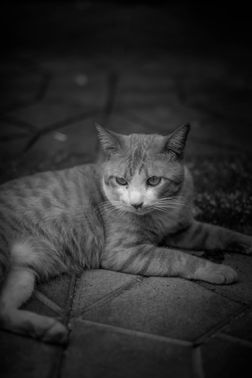 DSC_9516.JPG