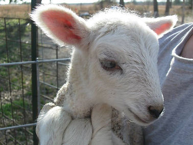 sheep 3.jpg