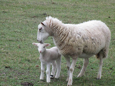 sheep 2.jpg