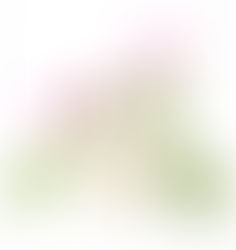 裏庭のレンゲソウ