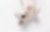 english-cream-golden-retriever-isolated.jpg