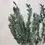 Thumbnail: Parvifolia Eucalyptus Bunch - Preserved-Dried Small Teardrop - Green