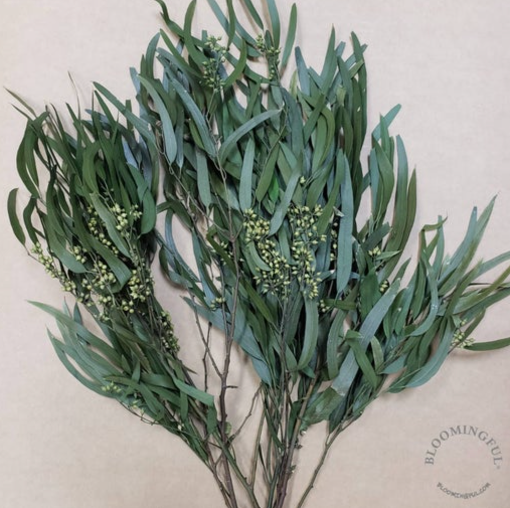 Preserved Seeded Willow Eucalyptus Bunch - Green