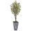 Thumbnail: 6’ Olive Tree in Stone Planter