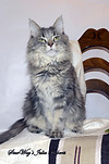 Коты мейн кун. Maine Coon cats