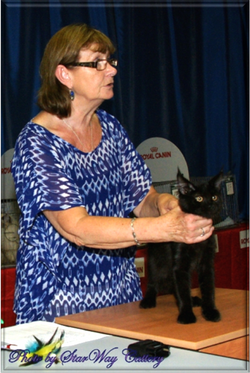 Мамба. Выставка Кот-Инфо (2)