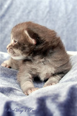 Маруся, 2 недели