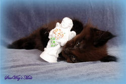 Мамба 1,5 месяца (4)