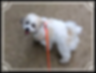 Puppy walking Oakwood, Puppy care Southgate area, Puppy socialisation Enfield