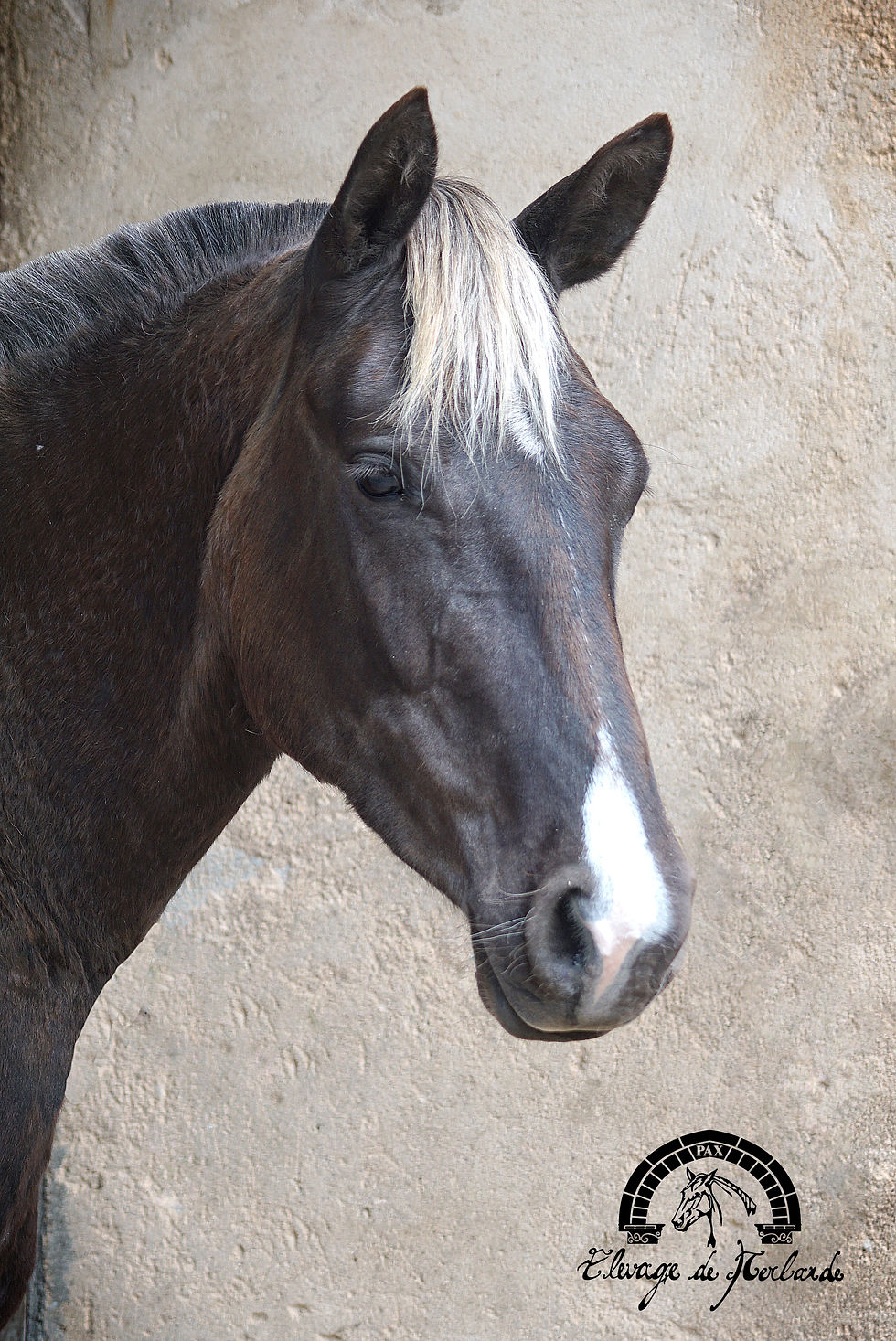 DSC06629