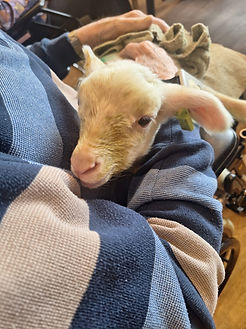 20250409 Lammetjes op bezoek (24).jpeg