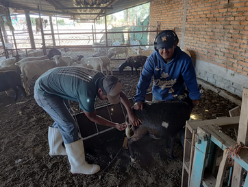 JM - REALIZA JESÚS MARÍA CAMPAÑA DE VACUNACIÓN DEL HATO OVINO