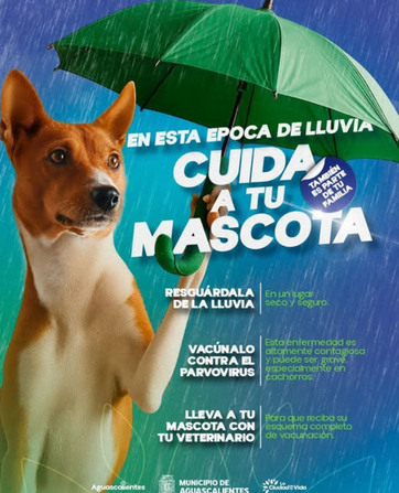 MUNICIPIO DE AGS - CIUDA A TUS MASCOTAS DE LA LLUVIA, TAMBIEN SON PARTE DE TU FAMILIA