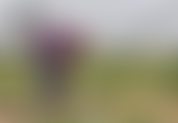 GOBIERNO DE AGS - 13 MIL TONELADAS DE CEBOLLA PRODUCE AL AÑO EL CAMPO DE AGUASCALIENTES 