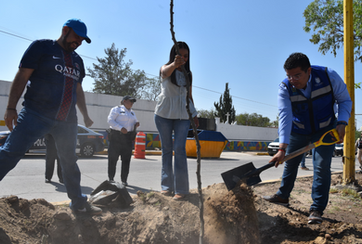 JM - JESÚS MARÍA INICIA JORNADAS DE REFORESTACIÓN CON MÁS DE 250 ÁRBOLES EN AVENIDA CONSTITUCIÓN