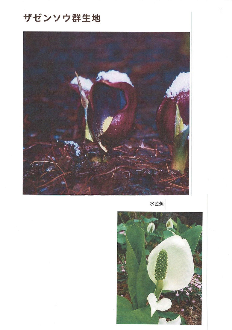 ザゼンソウの里公園に咲く花図鑑