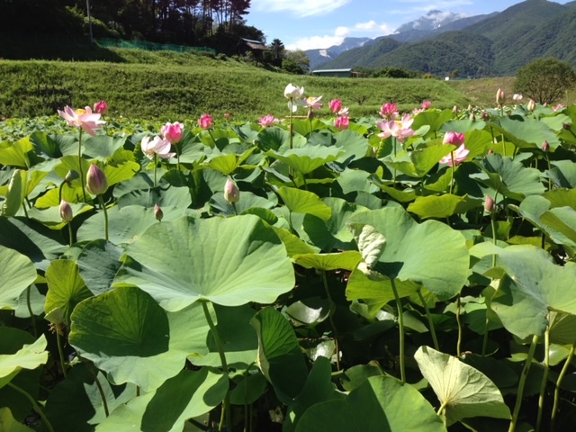 井戸尻遺跡ハスの花