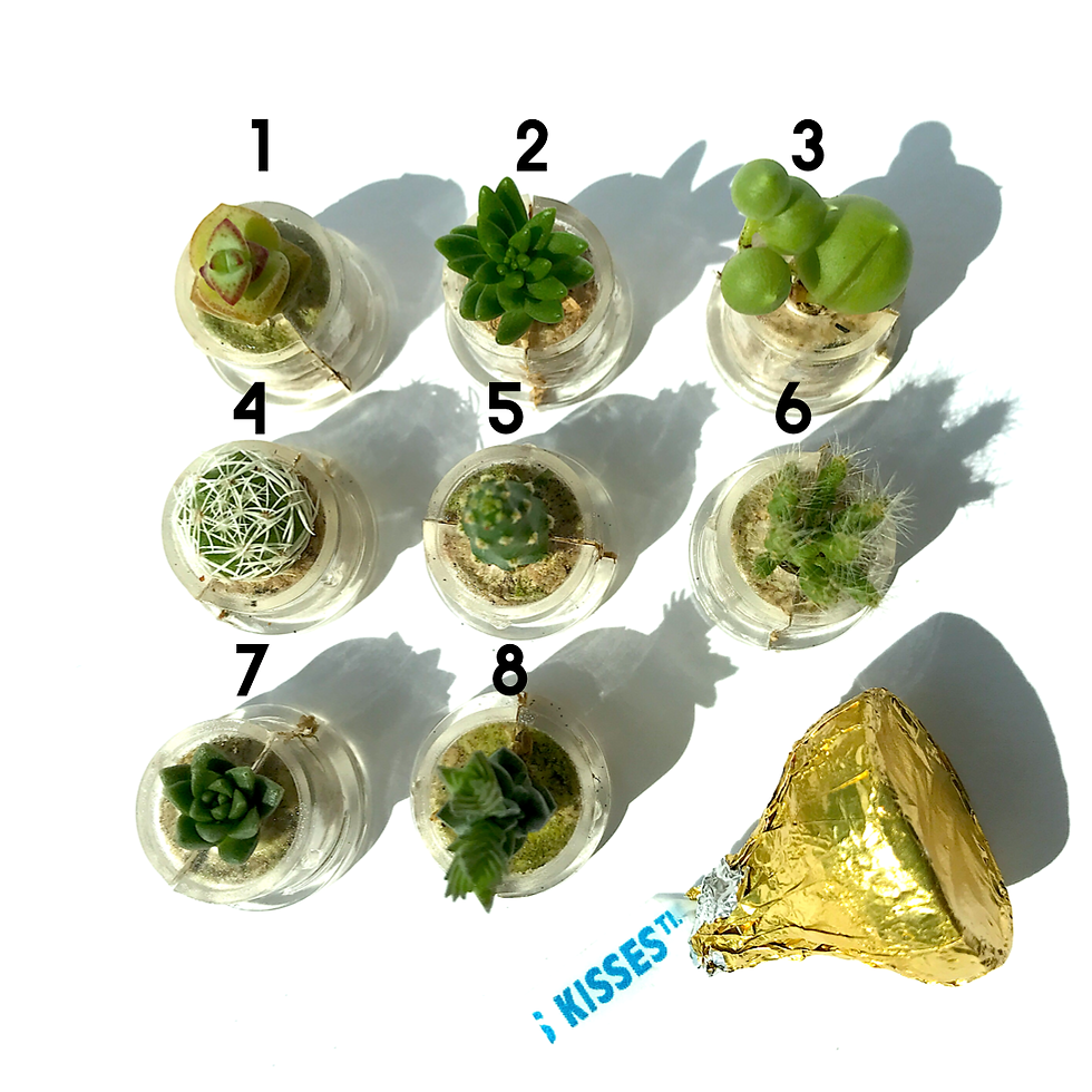 Thumbnail: Mini Succulents & Cacti
