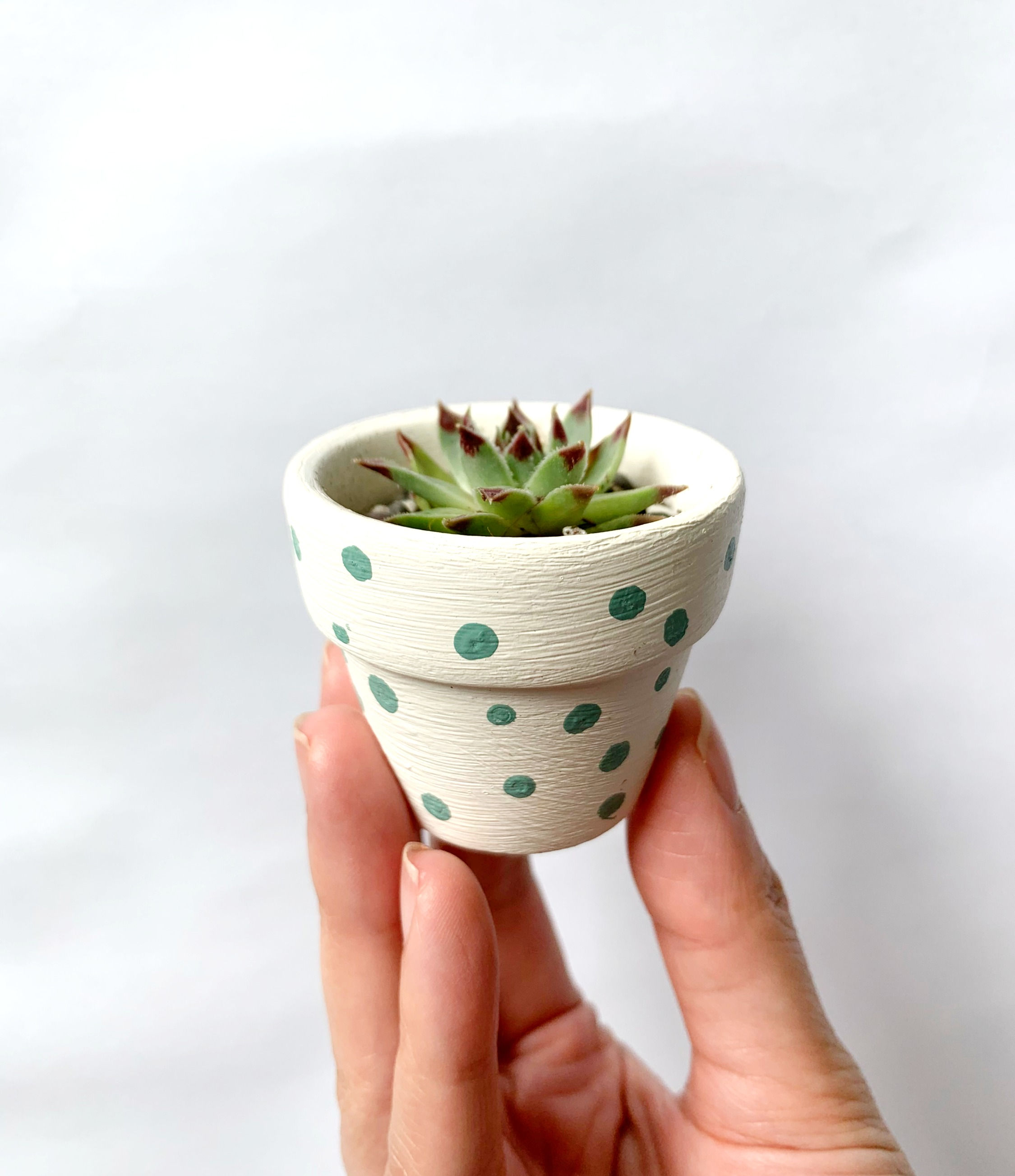 Sempervivum in Handpainted Pot