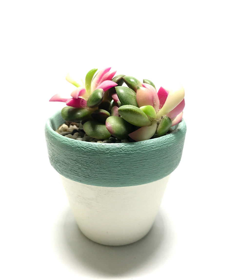 Thumbnail: Rainbow Sand Rose in Handpainted Pot