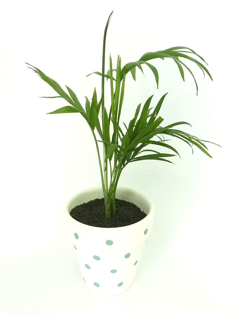 Thumbnail: Parlor Palm in Handpainted Pot