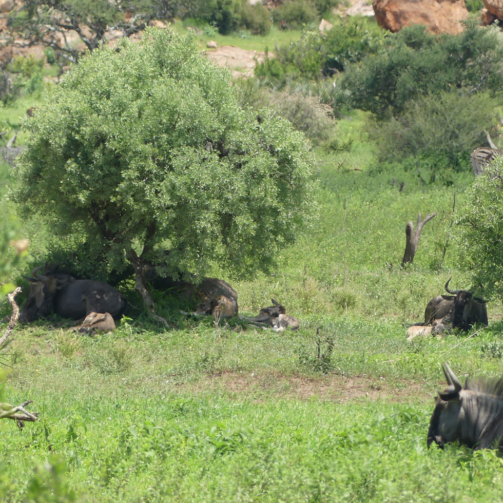 Phénologie des naissances chez les herbivores, un état des lieux