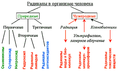 радикалы в организме человека