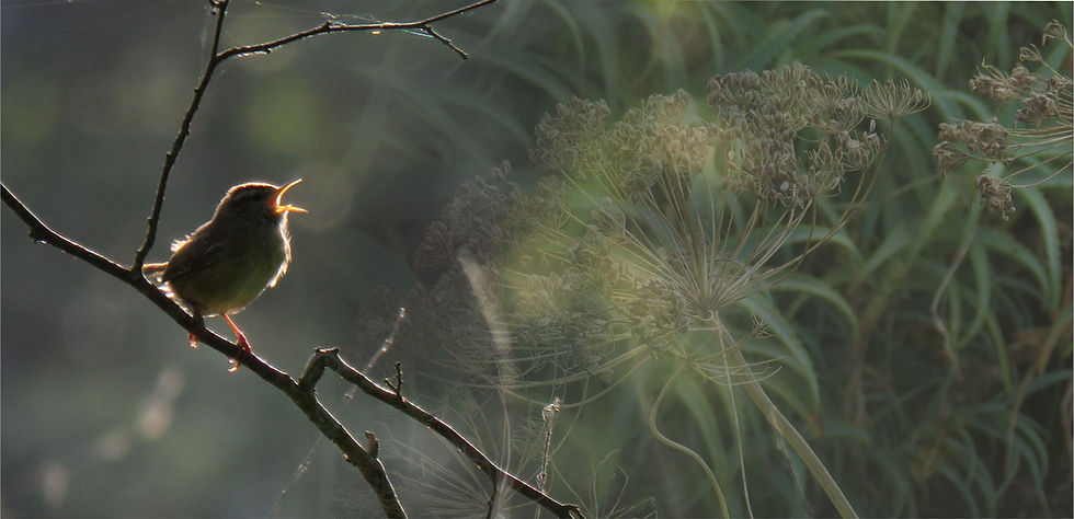 wren-3.jpg