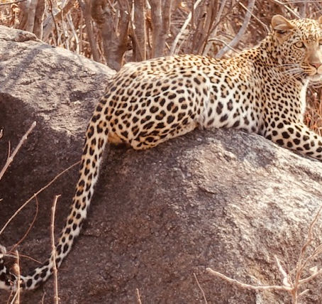Tantalizing Tanzania Part 4: Ruaha
