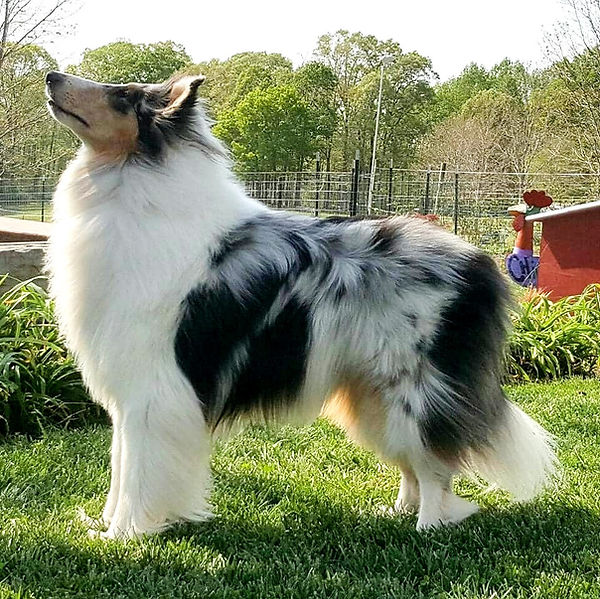 Lucas-_Windkist%C3%A2%C2%80%C2%99s_Lean_On_Me%2C_CGCA%2C_CGCU%2C_SPOT-ON%2C_RATI%2C_RATO%2