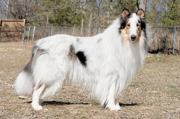 Octavian mos m Mcplus 244 Mh 277 Mcplusminor SS.jpg