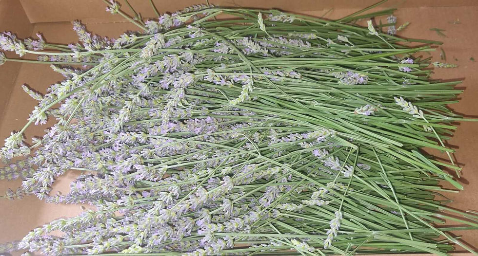 Lavandula angustifolia