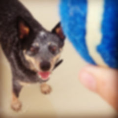 Someone's ready #Spur #blueheeler #beach