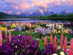 field-of-flowers.jpg