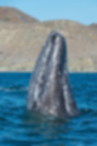 ballena gris.jpeg