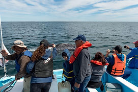 ballena gris3.jpeg