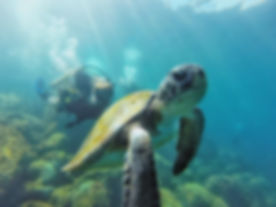 Diver.jpeg