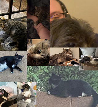 montage featuring my two cats, as well as my childhood dog who passed away