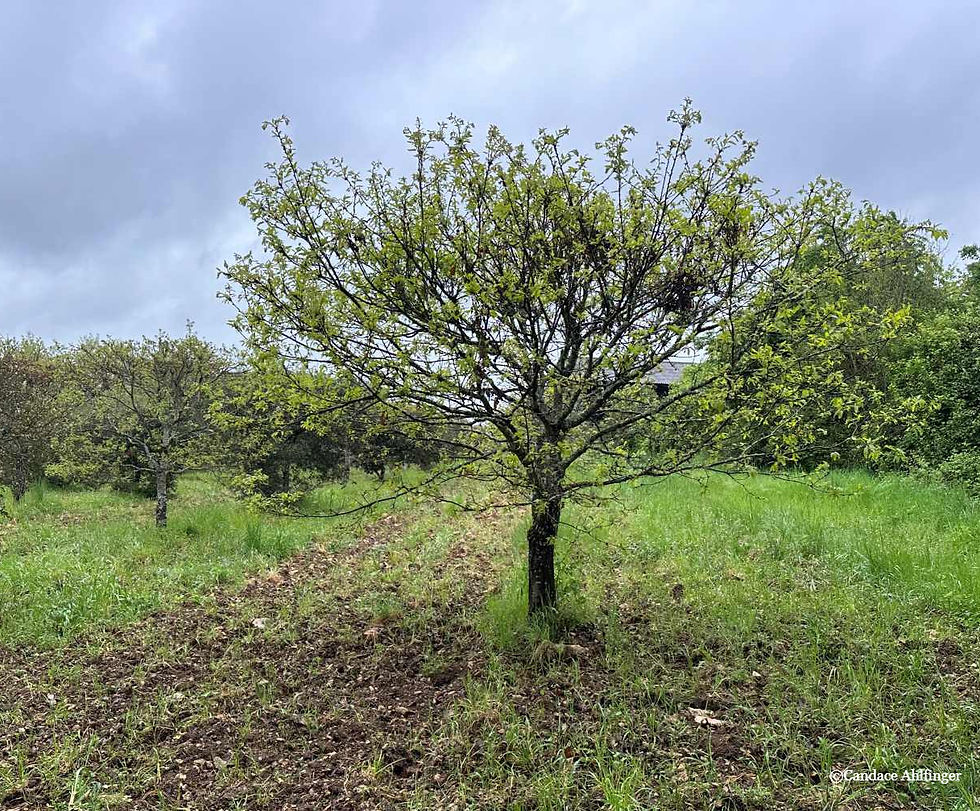 Truffle Oak Tree