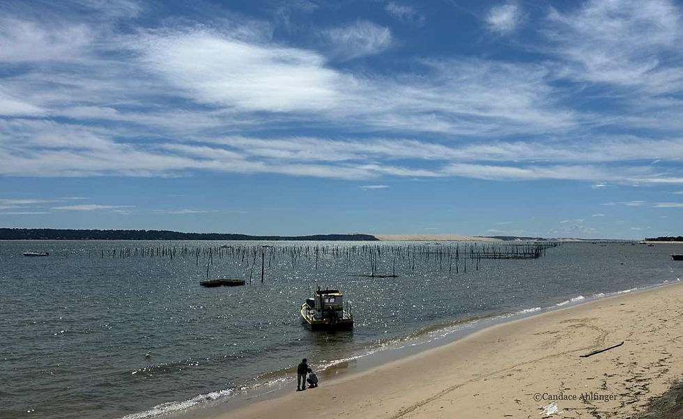 Oyster Growing with Dune du Pilat in the Background