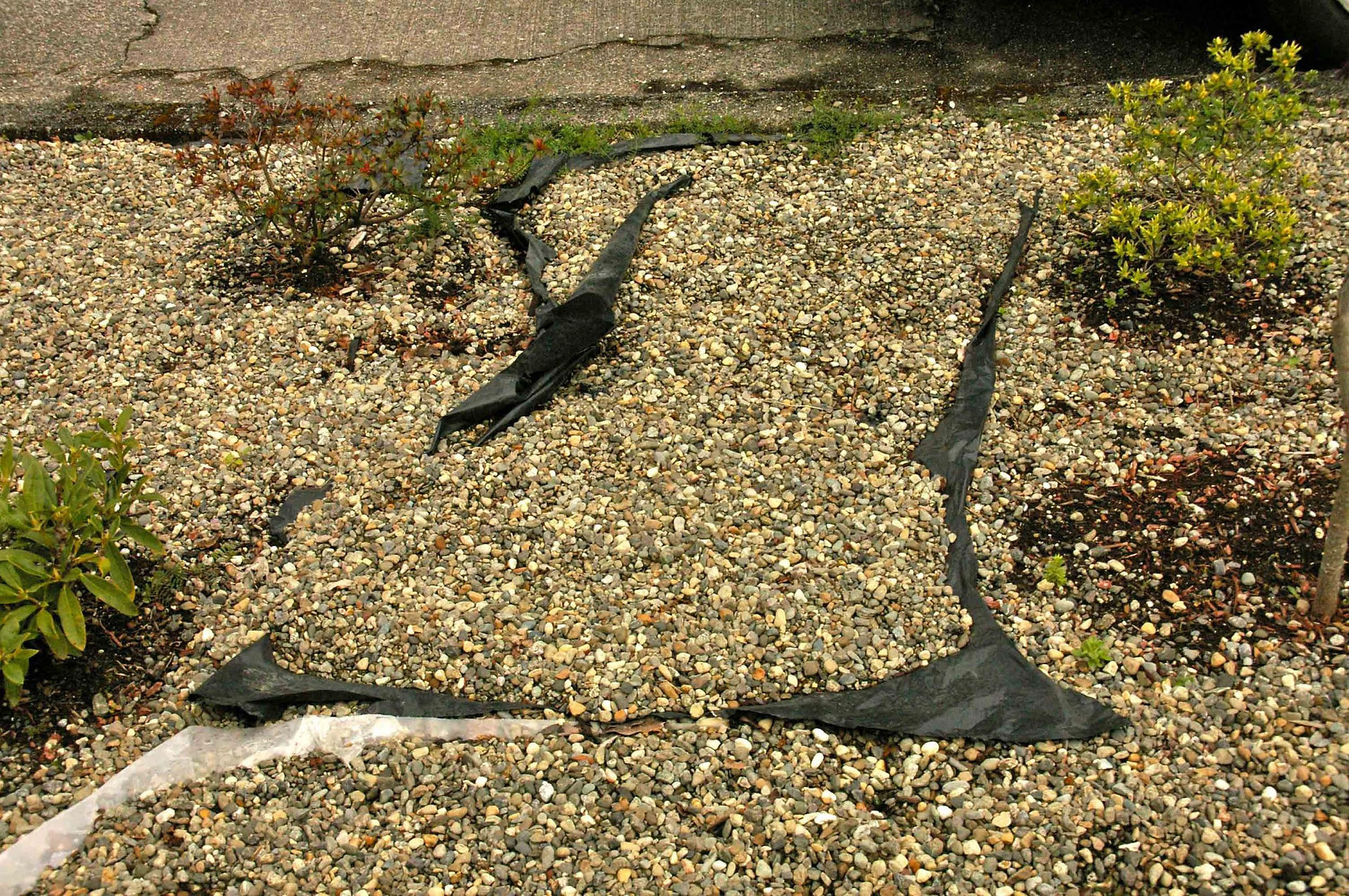 Landscape fabric resurfaces!