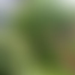 Where to Buy Native Plants Around Chicago - 2026